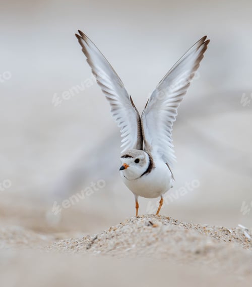 Preview: Portrait of a Piping Plover