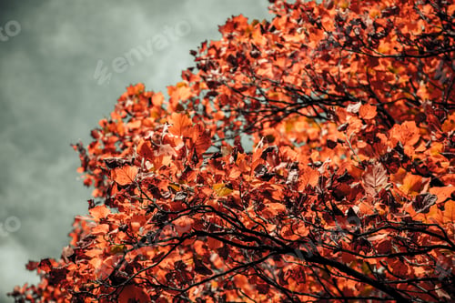 Preview: Closeup shot of a tree with orange leaves and a blurred cloudy sky in the background