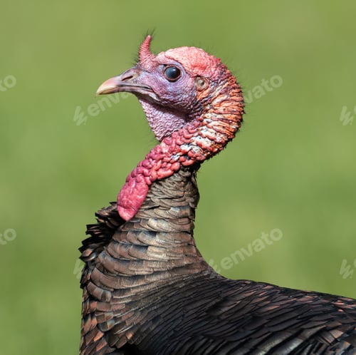 Preview: Wild turkey with detailed plumage and vibrant head colors against a blurred green background.