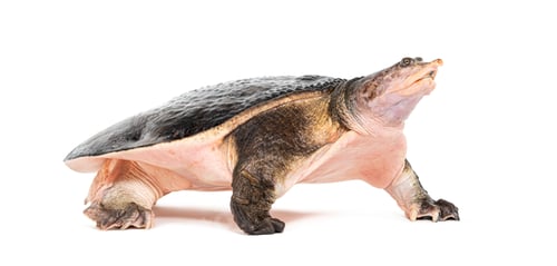 Preview: Side view of a Florida softshell turtle walking away, Apalone ferox, isolated on white