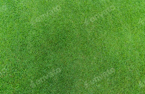 Preview: Green grass texture background. Golf course grass. Top view of green grass of turf lawn texture ba