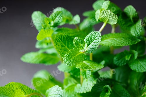 Preview: Bunch of fresh mint leaves