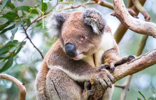 Vorschau: Koala in einem Eukalyptusbaum in Australien