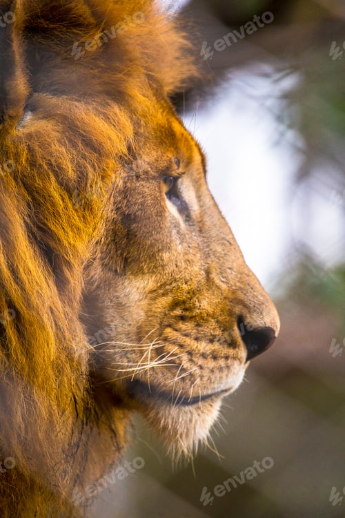 Preview: Head of a lion in the Nairobi orphanage looking sideways, Kenya