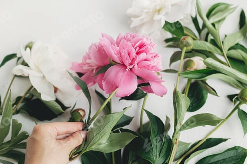 Preview: Hand Arranging Pink and White Peonies on White