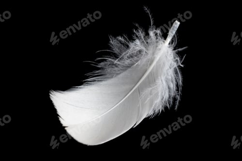 Preview: white feather of a goose on a black background