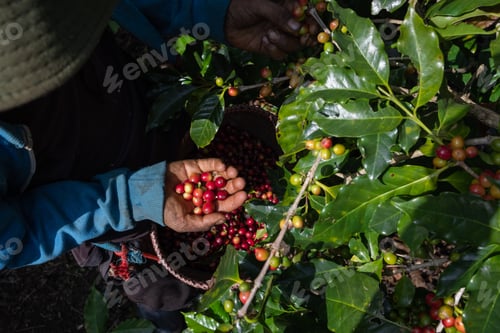 Preview: Hand of farmer collecting coffee cherries, North of Thailand.