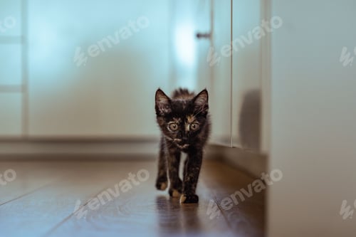 Preview: Adorable domestic tortoiseshell cat indoors with a blurry background