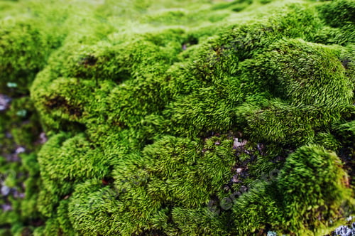 Preview: Amazing close up green moss background of beauty forest.
