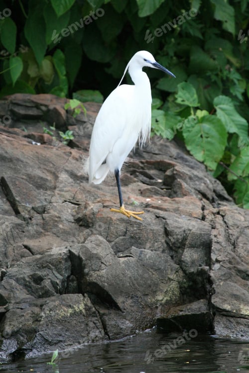 Preview: Bird - Nile River - Bujagali Falls + River in Uganda, Africa