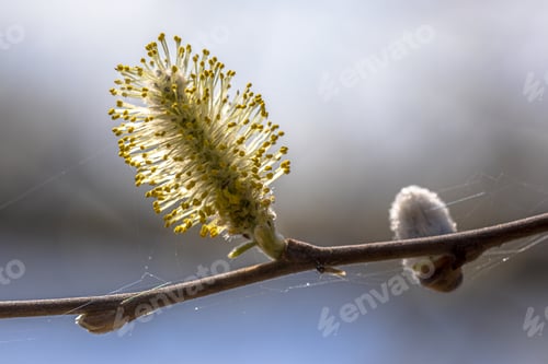 Preview: Flowers of Willow tree