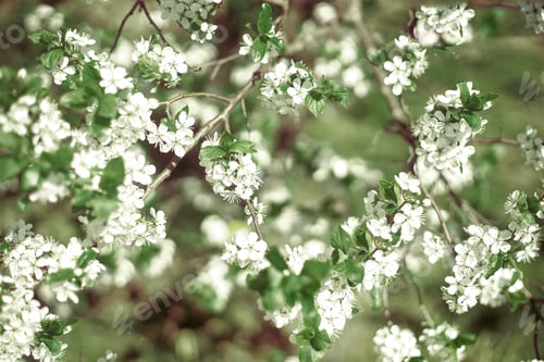 Preview: A young Apple tree against the green grass.
