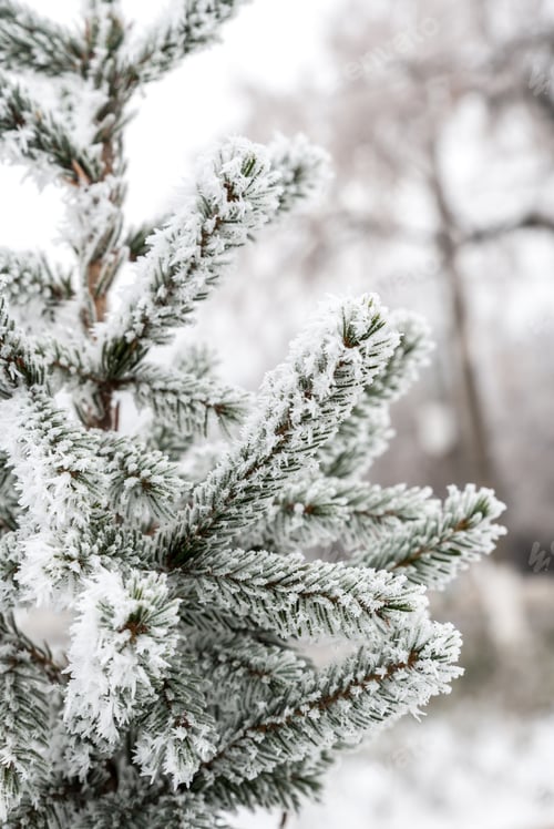 Preview: Frosted tree