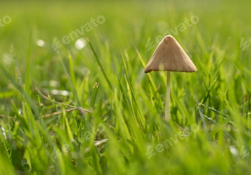Preview: Brown mushrooms sprout among green grass