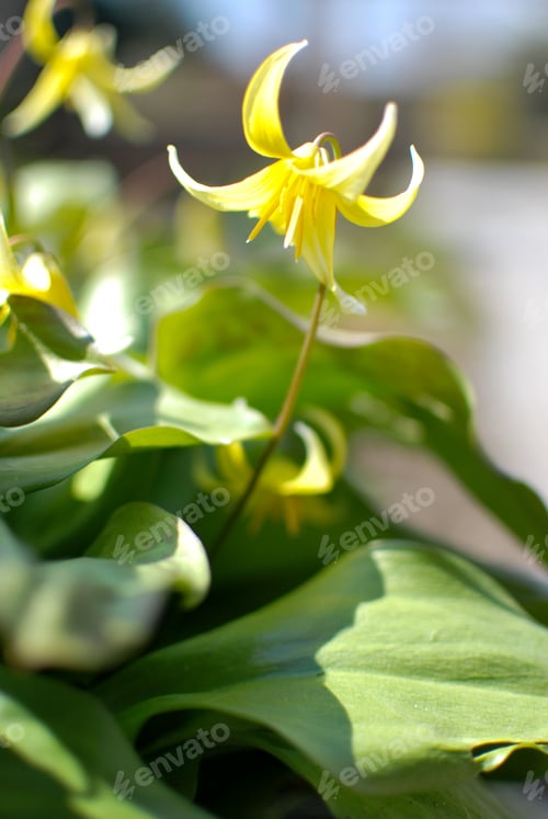 Preview: Yellow flower