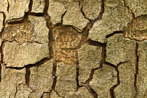 Preview: Tree bark