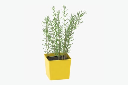 Preview: Potted Rosemary Herb