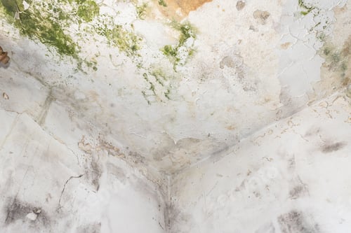 Preview: Ceiling with mold