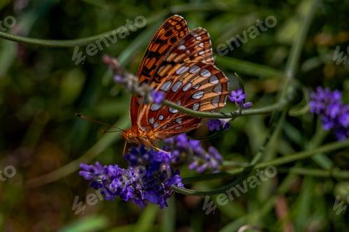 Preview: Butterfly in the lavender field