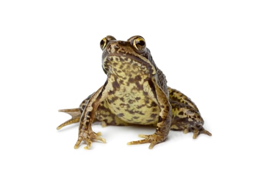 Preview: Common frog