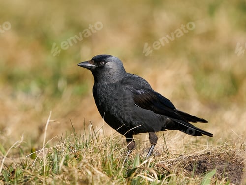 Preview: Western jackdaw (Coloeus monedula)