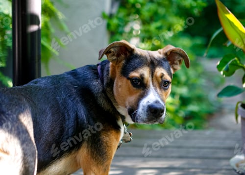 Preview: Dog Looking at Camera