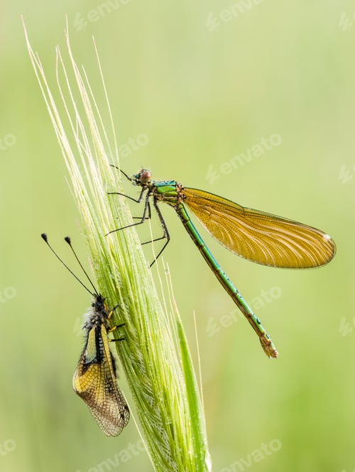 Preview: Damselfly covered with dew drops