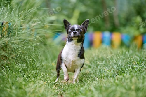 Preview: Alert chihuahua on vibrant lawn in lush garden setting