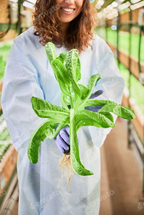 Preview: Woman hands in gloves holding green leafy plant.