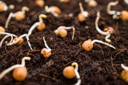 Preview: Bean sprout on the soil