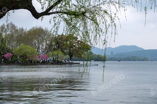 Preview: West Lake, Hangzhou, China. Spring blossoms, fresh willow tree branches and Leifeng Pagoda.