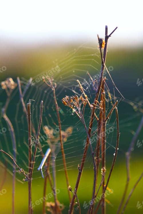 Preview: Web of a spider against sunrise