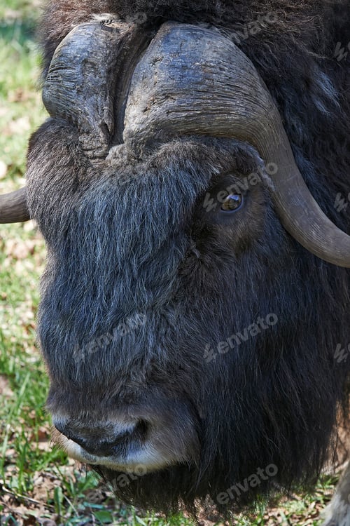Preview: Muskox (Ovibos moschatus)