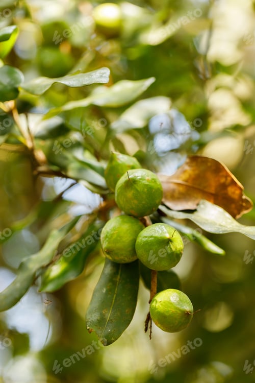 Preview: Macadamia nuts ready for harvesting