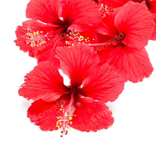 Preview: Bright Red Hibiscus Flowers Against White Background