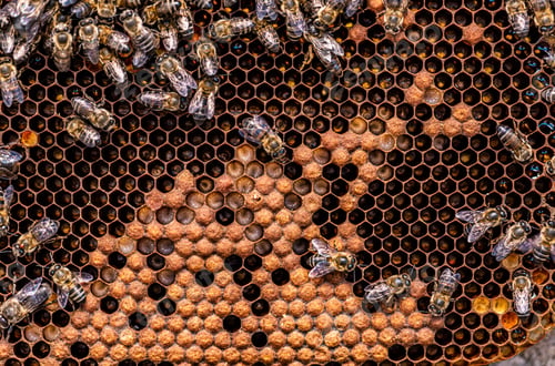 Preview: Honey bees in a beehive