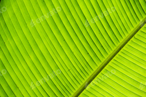 Preview: Leaf detail, Monteverde Cloud Forest Reserve, Puntarenas, Costa Rica, Central America