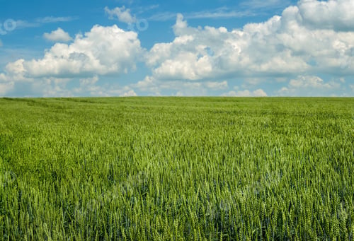 Preview: field of wheat, green ear at blue sky with clouds, sunny day