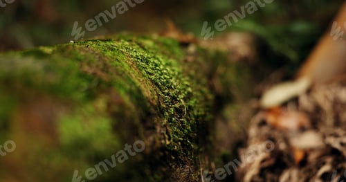 Vorschau: Natur, Wald und Boden oder Dschungelumgebung oder Ökologie, Nachhaltigkeit, grünes Moos oder Nahaufnahme.
T