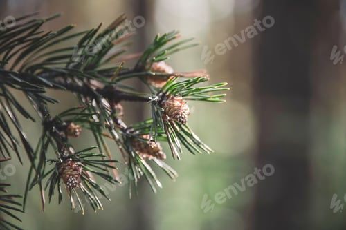 Preview: ↟ Needles of a young fir in the forest. Beautiful forest background
