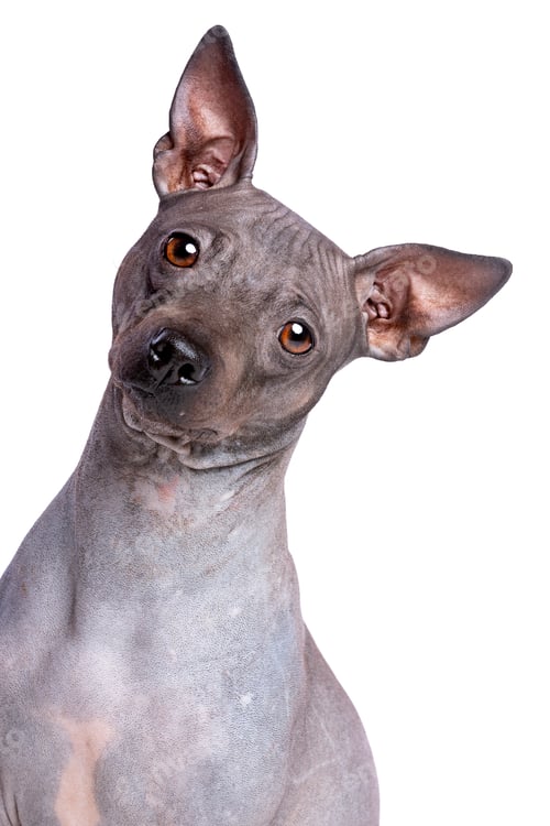 Adorable Hairless Dog Tilted Head on White Background