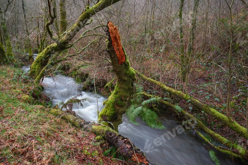Preview: A stream swollen by the numerous winter rains passes next to a tree broken
