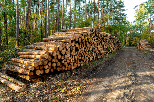 Preview: Cut logs lying in a pile at a dirt road in the woods on an autumn day.