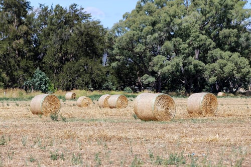 Preview: Hayrolls on the field in Mudgee, Australia