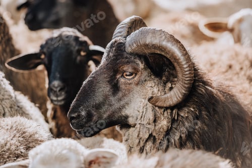 Preview: close up view of sheep grazing with herd in corral at farm