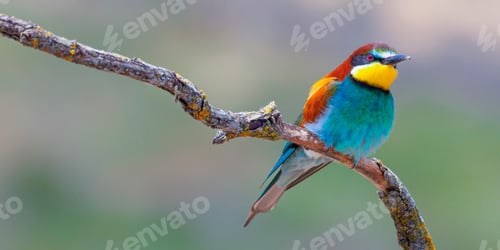Preview: Bee-eater, Spain