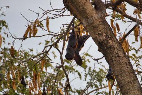 Preview: Low angle closeup shot of bats hanging from tree branches under a clear sky