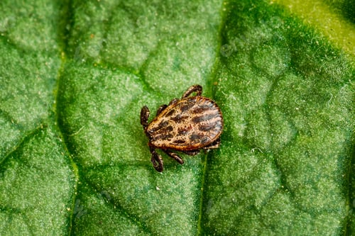 Preview: Dermacentor Reticulatus On Green Leaf. Also Known As The Ornate Cow Tick, Ornate Dog Tick, Meadow