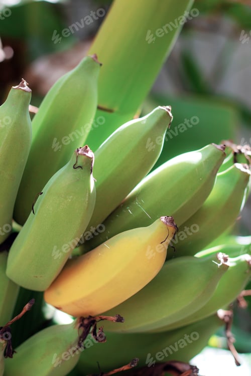 Preview: Banana raw and ripe with texture.