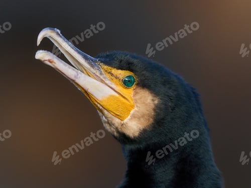 Preview: Great cormorant (Phalacrocorax carbo)